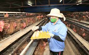 VIDEO: Hỗ trợ gà giống thực hiện liên kết sản xuất gắn với tiêu thụ trứng gà